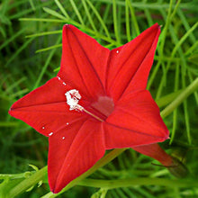 Load image into Gallery viewer, Cypress Vine Plant Seeds