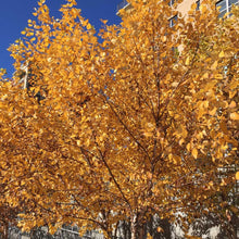 Load image into Gallery viewer, Yellow Birch Tree Seeds