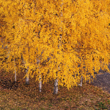 Load image into Gallery viewer, White Paper Birch Tree Seeds