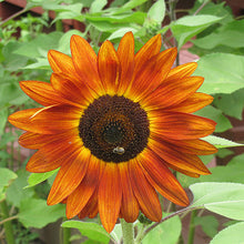 Load image into Gallery viewer, Evening Sun Sunflower Plant Seeds