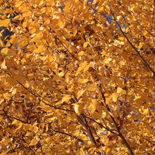 Load image into Gallery viewer, Yellow Birch Tree Seeds