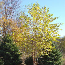 Load image into Gallery viewer, Yellow Birch Tree Seeds