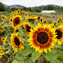 Load image into Gallery viewer, Ring of Fire Sunflower Plant Seeds