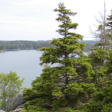 Load image into Gallery viewer, Red Spruce Tree Seeds