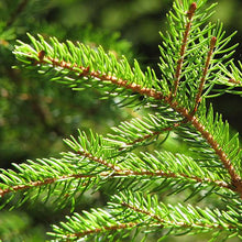 Load image into Gallery viewer, Red Spruce Tree Seeds