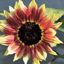 Load image into Gallery viewer, Florenza Sunflower Plant Seeds