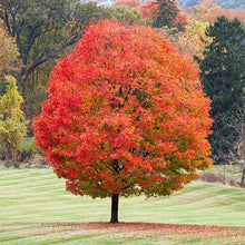 Load image into Gallery viewer, Sugar Maple Tree Seeds