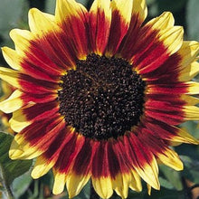 Load image into Gallery viewer, Florenza Sunflower Plant Seeds