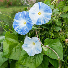 Load image into Gallery viewer, Flying Saucer Morning Glory Plant Seeds