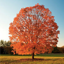 Load image into Gallery viewer, Sugar Maple Tree Seeds