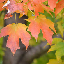 Load image into Gallery viewer, Sugar Maple Tree Seeds