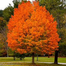 Load image into Gallery viewer, Sugar Maple Tree Seeds