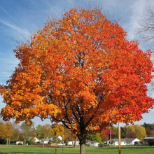 Load image into Gallery viewer, Sugar Maple Tree Seeds
