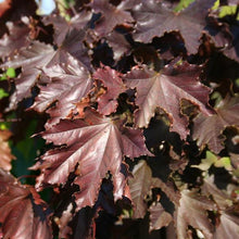 Load image into Gallery viewer, Crimson King Norway Maple Tree Seeds
