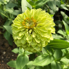 Load image into Gallery viewer, Envy Zinnia Plant Seeds