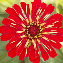 Load image into Gallery viewer, Scarlet Flame Zinnia Plant Seeds