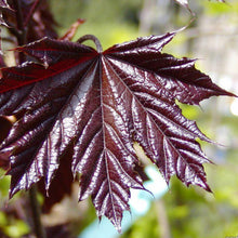 Load image into Gallery viewer, Crimson King Norway Maple Tree Seeds