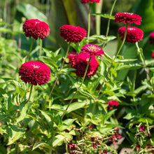 Load image into Gallery viewer, Scarlet Flame Zinnia Plant Seeds