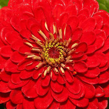 Load image into Gallery viewer, Scarlet Flame Zinnia Plant Seeds