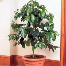 Load image into Gallery viewer, Coffee Arabica Plant Seeds
