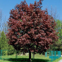 Load image into Gallery viewer, Crimson King Norway Maple Tree Seeds