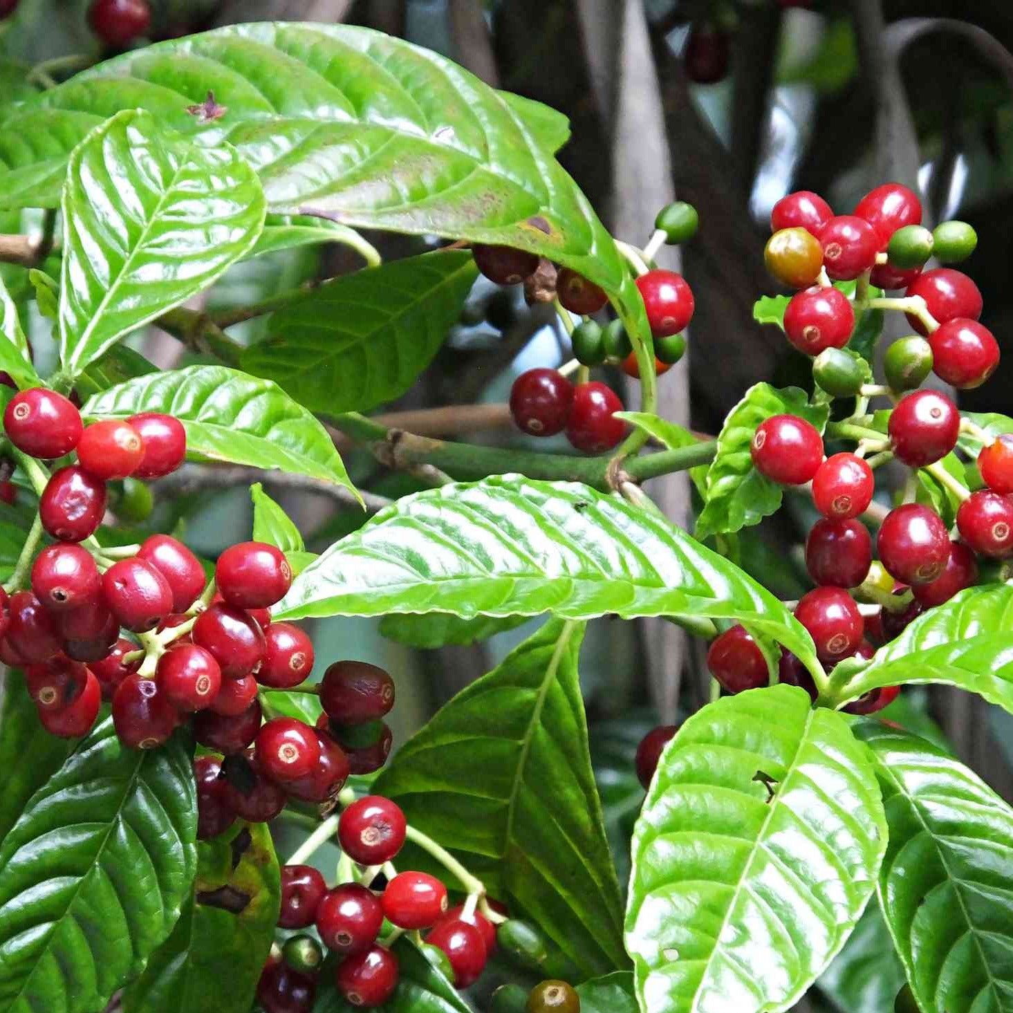 Coffee Arabica Plant Seeds – SEEDTOPIA