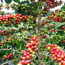 Load image into Gallery viewer, Coffee Arabica Plant Seeds