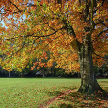 Load image into Gallery viewer, Scarlet Red Oak Tree Seeds