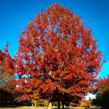 Load image into Gallery viewer, Scarlet Red Oak Tree Seeds