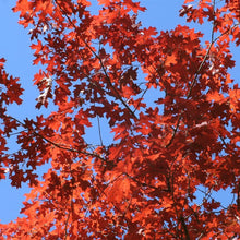 Load image into Gallery viewer, Scarlet Red Oak Tree Seeds