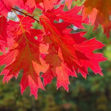 Load image into Gallery viewer, Scarlet Red Oak Tree Seeds