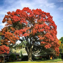 Load image into Gallery viewer, Scarlet Red Oak Tree Seeds