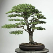 Load image into Gallery viewer, Monterey Cypress Tree Seeds