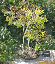 Load image into Gallery viewer, Golden Quaking Aspen Tree Seeds