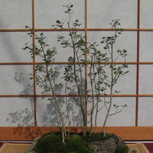 Load image into Gallery viewer, Golden Quaking Aspen Tree Seeds