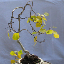 Load image into Gallery viewer, Golden Quaking Aspen Tree Seeds