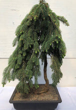 Load image into Gallery viewer, Weeping Spruce / Temple Juniper Tree Seeds