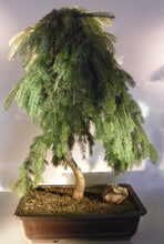 Load image into Gallery viewer, Weeping Spruce / Temple Juniper Tree Seeds