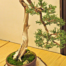 Load image into Gallery viewer, Eastern Red Cedar Tree Seeds