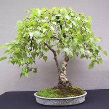 Load image into Gallery viewer, White Paper Birch Tree Seeds