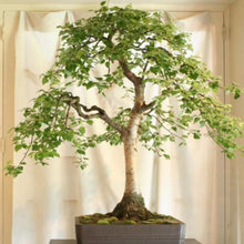 Load image into Gallery viewer, White Paper Birch Tree Seeds