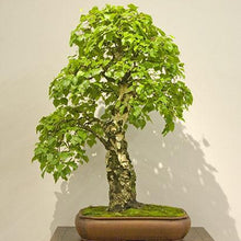 Load image into Gallery viewer, Yellow Birch Tree Seeds