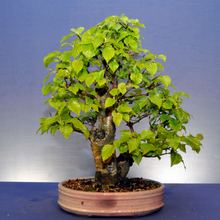 Load image into Gallery viewer, Yellow Birch Tree Seeds