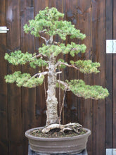 Load image into Gallery viewer, Red Spruce Tree Seeds