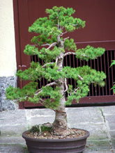 Load image into Gallery viewer, Red Spruce Tree Seeds