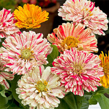Load image into Gallery viewer, Candy Cane Zinnia Flower Seeds