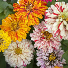 Load image into Gallery viewer, Candy Cane Zinnia Flower Seeds