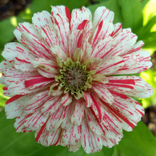 Load image into Gallery viewer, Candy Cane Zinnia Flower Seeds