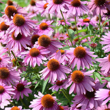 Load image into Gallery viewer, Echinacea Purple Coneflower Seeds