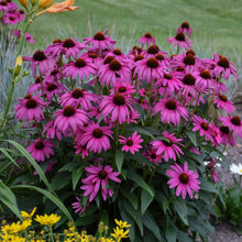 Load image into Gallery viewer, Echinacea Purple Coneflower Seeds
